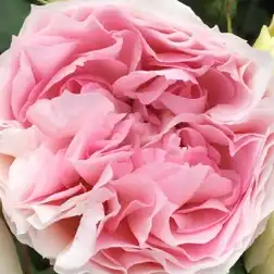 Comanda trandafiri online - Alb - Roz - trandafir nostalgic - trandafir cu parfum discret -  - Meilland International - ,-